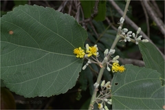 Grewia tiliifolia